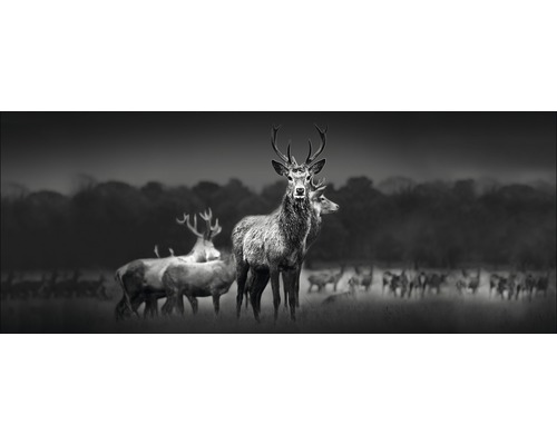 Glasbild Herd Of Deer 30x80 cm