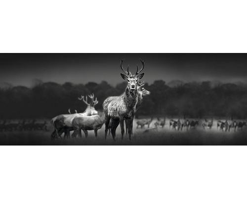 Glasbild Herd Of Deer 50x125 cm