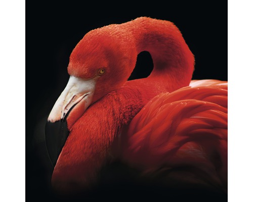 Glasbild Sleeping Flamingo 20x20 cm