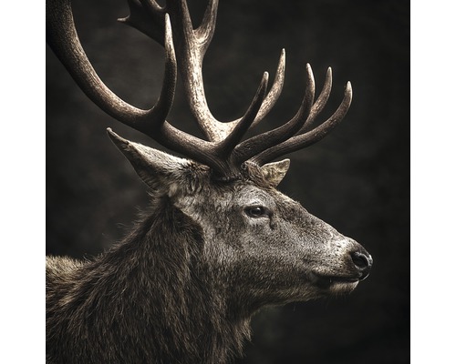 Glasbild Brown Deer Head 20x20 cm