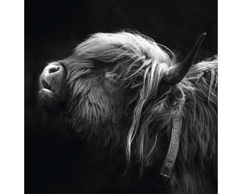 Tableau sur verre Highland Cattle III 30x30 cm