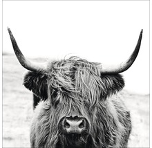 Glasbild Highland Cattle ll 80x80 cm GLA2151