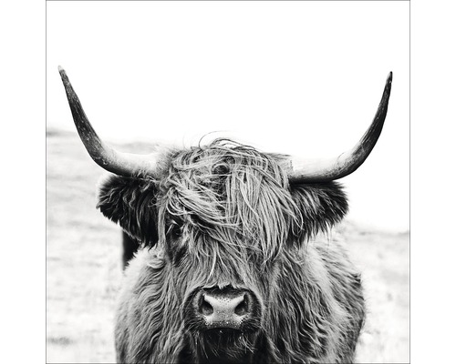 Toile Déco Vache écossaise Noir Et Blanc - 40x60 Cm, Impression Haute Qualité, Sans Cadre