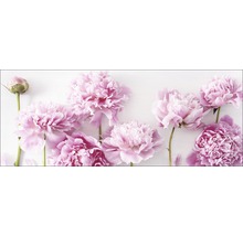 Nahaufnahme von rosa Pfingstrosenblüten