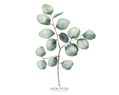 Tableau sur verre Eucalyptus Branches ll 20x20 cm