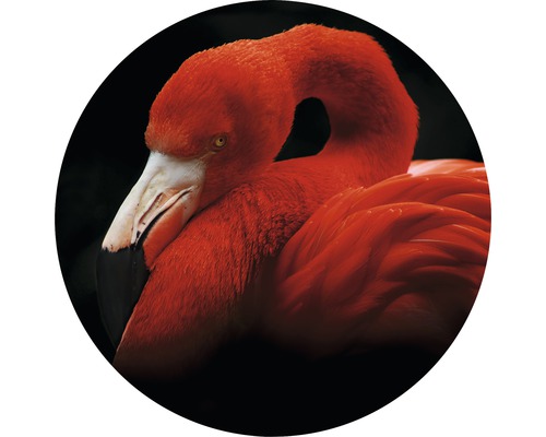 Glasbild rund Sleeping Flamingo Ø 50 cm