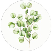 Illustration d''une branche d''eucalyptus