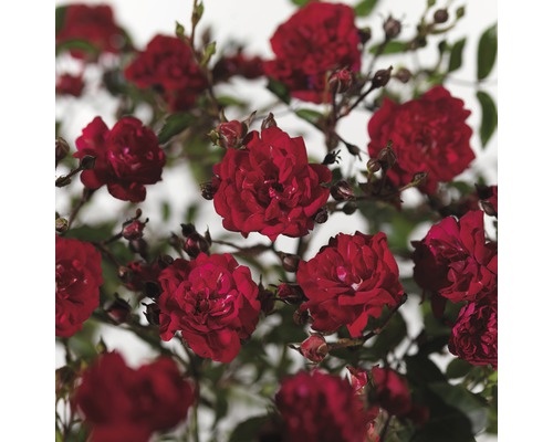 Bodendeckerrose 'Fairy Queen' FloraSelf Rosa 'Fairy Queen' H 10-30 cm Co 3 L Rote Rosenblüten mit Knospen und grünen Blättern