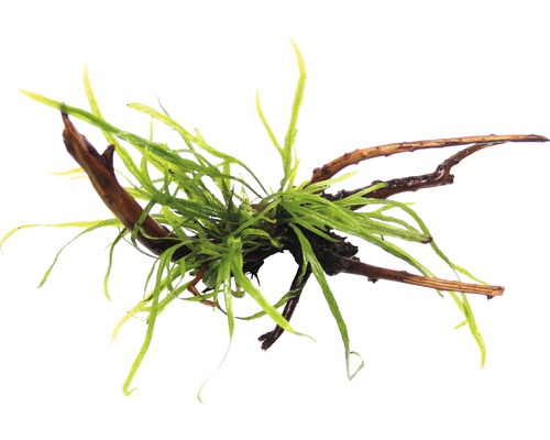Fougère de Java Trident - Microsorum Trident Spiderwood env. 15 x 8 x 14 cm Plante d''aquarium sur racine de bois