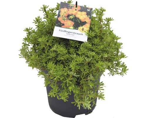 Potentille arbustive en pot avec illustration de la floraison sur l''étiquette