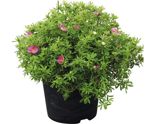 Potentille en pot avec feuilles vertes et fleurs