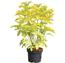 Sureau doré en pot, plante ornementale pour le jardin