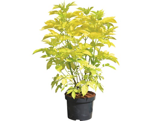 Sureau doré en pot, plante ornementale pour le jardin