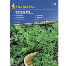 Graines de fines herbes céleri chinois annuel