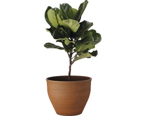 Figuier lyre dans un pot