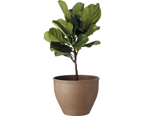 Ficus lyrata en pot