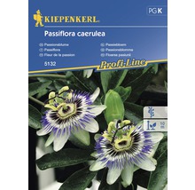 Kiepenkerl Passionsblume Saatgutpackung
