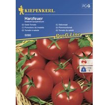 Kiepenkerl Harzfeuer Salat-Tomate Samenpackung