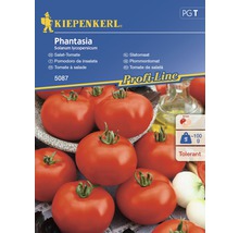 Kiepenkerl Phantasia Salattomate Samenpackung