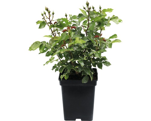 Rosenpflanze in einem Topf