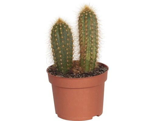 Kaktus in einem Topf