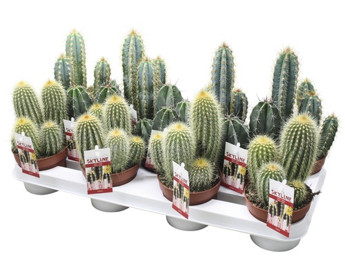Verschiedene Kakteen in Töpfen auf einem Tablett