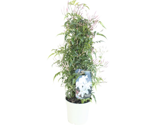 Jasmin FloraSelf Jasminum polyanthus H 25-30 cm pot Ø 14 cm