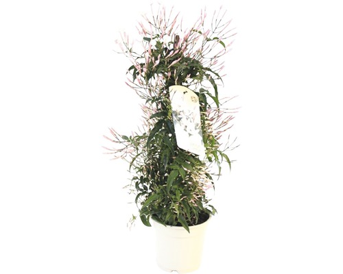 Jasmin parfumé en pot avec feuilles et fleurs