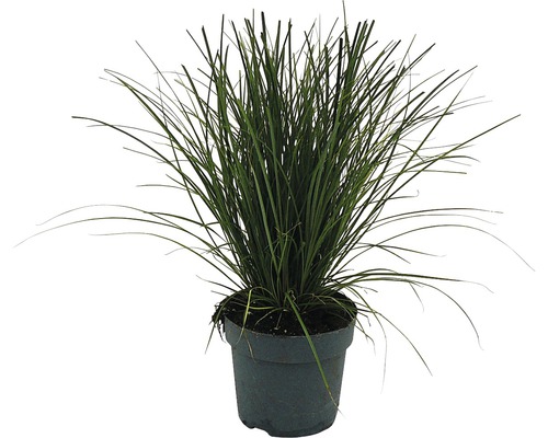 Rote Garten-Segge FloraSelf Carex testacea 'Prairie Fire' H 5-15 cm T 14 cm Ziergras im Topf