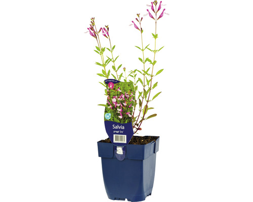 Sauge des bois, sauge des forêts, sauge guarani FloraSelf Salvia greggii 'Joy' h 5-20 cm Co 0,5 l