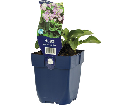 Blaugrüne zwerg Funkie FloraSelf Hosta 'Blue Mouse Ears' H 5-20 cm Co 0,5 L Hosta Blue Mouse Ears im Topf