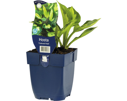 Mittelgrosse Funkie mit grünem Rand FloraSelf Hosta ‘Colored Hulk’ H 5-40 cm Co 0,5 L