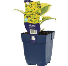 Hosta ''Permafrost'' dans un pot