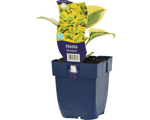 Mittelgrosse Funkie mit gelbem Rand FloraSelf Hosta 'Permafrost' H 5-40 cm Co 0,5 L