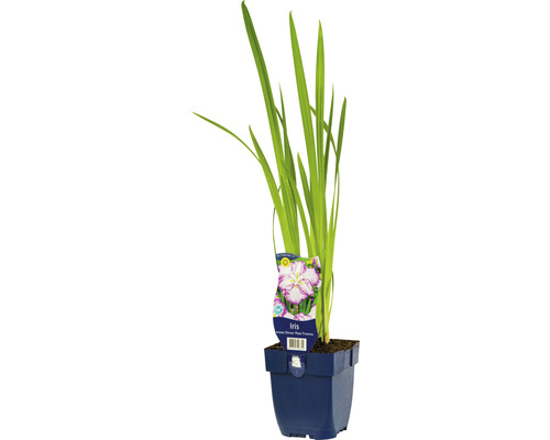 Schwertlilie FloraSelf Iris ensata 'Dinner Plate® Tiramisu' H 5-30 cm Co 0,5 L besondere Sorte, grosse Blüten