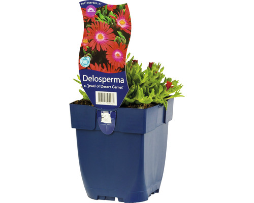 Pourpier de Cooper FloraSelf Delosperma cooperi ‚Jewel of Desert Garnet‘ h 5-10 cm Co 0,5 L