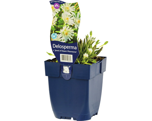 Pourpier de Cooper FloraSelf Delosperma cooperi 'Jewel of Desert Moon' h 5-10 cm Co 0,5 L