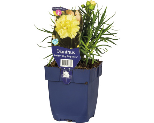 Œillet FloraSelf Dianthus 'Sunflor® 'Yellow Bling Bling' h 5-30 cm Co 0,5 l