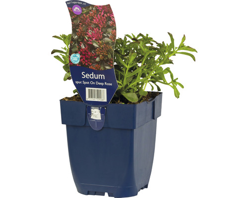 Orpin à feuilles épaisses FloraSelf Sedum spurium 'Spot On™ Deep Rose' h 5-10 cm Co 0,5 l