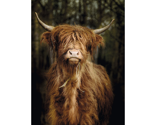 Glasbild Highland Cattle VI 60x80 cm