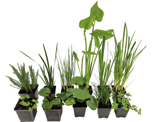 Diverses plantes de bassin en pots