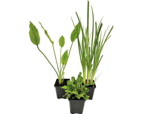 Ensemble de plantes aquatiques non nocives pour les insectes FloraSelf pour bassins de 100 l