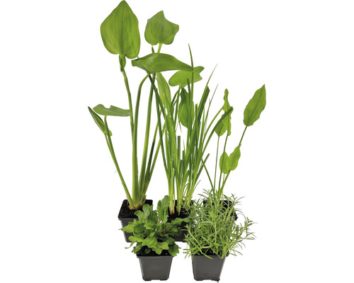 Ensemble de plantes aquatiques non nocives pour les insectes FloraSelf pour bassins de 250 l