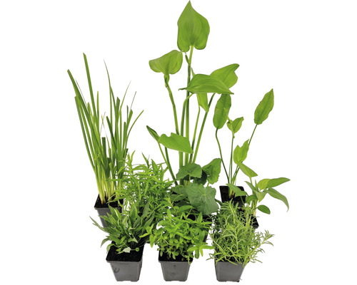 Ensemble de plantes aquatiques non nocives pour les insectes FloraSelf pour bassins de 500 l