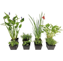 Différentes plantes aquatiques en paniers de plantation pour bassin de jardin