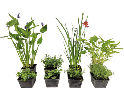 Ensemble de plantes aquatiques non nocives pour les insectes FloraSelf pour bassins de 1000 l