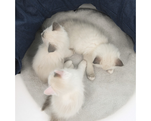 Trois chatons sur un coussin rond