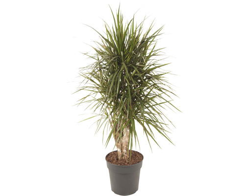 Dragonnier FloraSelf Dracaena marginata h 100-120 cm pot Ø 27 cm ramifié