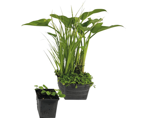 Ensemble de plantes aquatiques mini bassin FloraSelf pour bassins de 100 l avec nénuphar jaune faux nénuphar