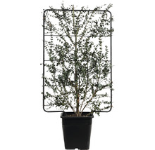 Mostgummi-Eukalyptus Spalier FloraSelf Eucalyptus gunnii 'Azura' H120 x B80 cm Co 30 L